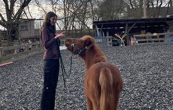 „Das Leben ist kein Ponyhof – oder etwa doch?!?  Pferdetraining und Führtraining mit Kindern
